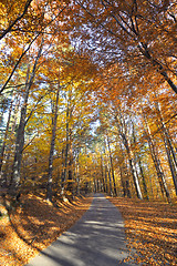 Image showing Colorful autumn landscape in mountain 