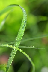 Image showing Dew drops close up