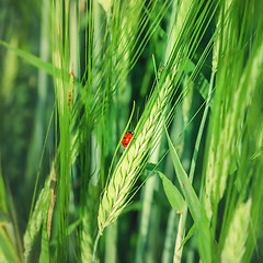 Image showing Ladybug Preying On Pest Insects On A Cereal Spike Close-up