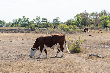 Image showing Grazing cattle in a dried grassland