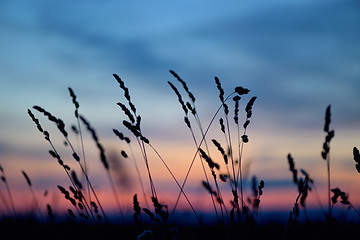 Image showing Dried flowers and grass on sunset