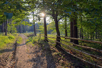 Image showing Fence in the summer forest