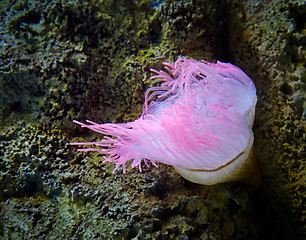 Image showing pink sea anemone