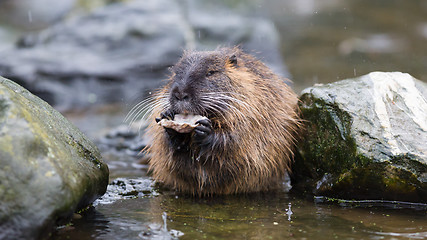 Image showing Coypu is eating