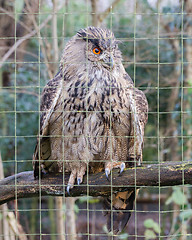 Image showing Portrait of a large eurasian eagle-owl