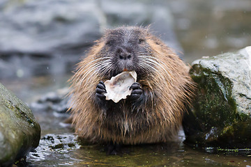 Image showing Coypu is eating