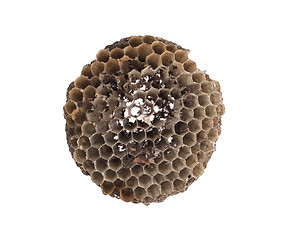 Image showing Old honeycomb isolated 