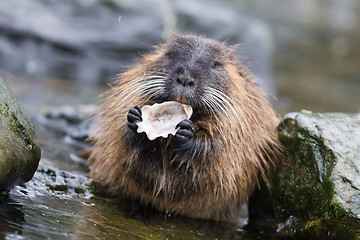 Image showing Coypu is eating