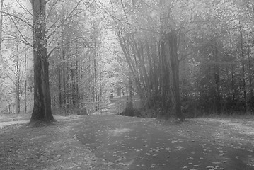 Image showing dreamy park trees