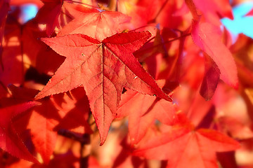 Image showing red autumn leaves