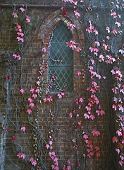 Image showing vines on church wall