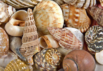 Image showing seashells background