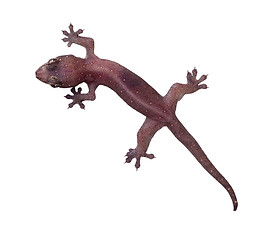 Image showing Common house gecko