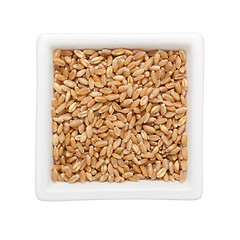 Image showing Wheat grain