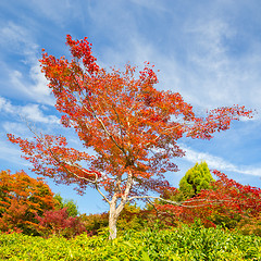 Image showing Colorful autunm tree.