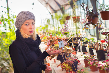 Image showing Florists woman working in greenhouse. 