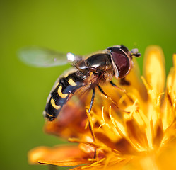 Image showing Bee collects nectar from flower crepis alpina