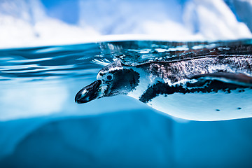 Image showing Humboldt Penguin (Spheniscus humboldti)