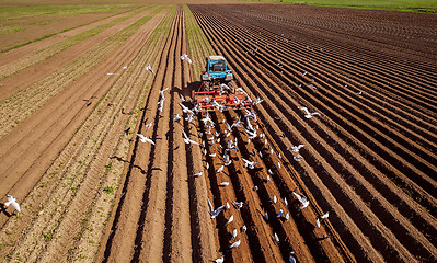 Image showing Agricultural work on a tractor farmer sows grain. Hungry birds a