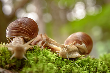 Image showing Helix pomatia also Roman snail, Burgundy snail