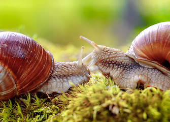 Image showing Helix pomatia also Roman snail, Burgundy snail