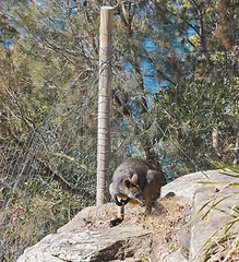 Image showing Wallaby