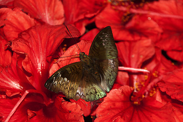 Image showing Butterfly Malaysia