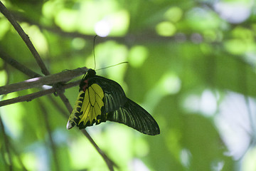 Image showing Butterfly Malaysia