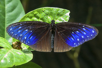 Image showing Butterfly Malaysia