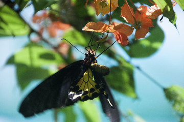 Image showing Butterfly Malaysia