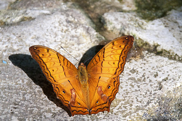 Image showing Butterfly Malaysia