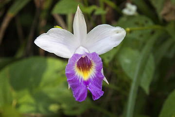 Image showing Japan Orchid (Bletilla striata)