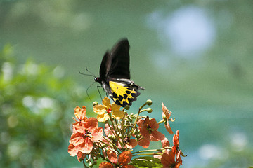 Image showing Butterfly Malaysia