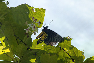 Image showing Butterfly Malaysia