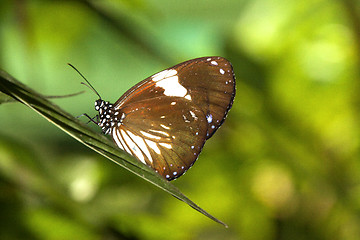 Image showing Butterfly Malaysia