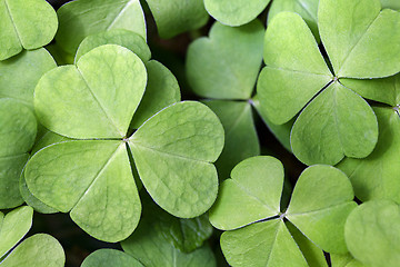 Image showing Wood sorrel close-up