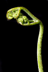 Image showing Fern sprout, macro shot