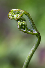 Image showing Fern sprout, macro shot