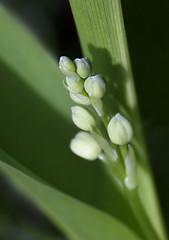 Image showing Buds and leaves of lily of the valley