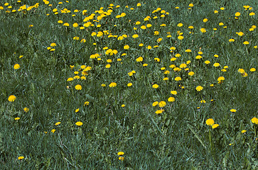 Image showing Field of dandelions