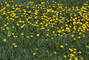 Image showing Field of dandelions