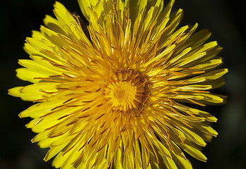 Image showing Dandelion flower, close-up