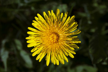 Image showing Dandelion flower, close-up