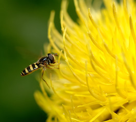 Image showing Bee