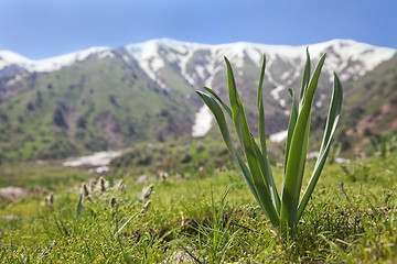 Image showing Flower in mountains