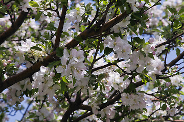 Image showing Flowering apple-tree in the spring