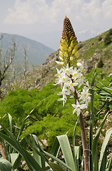 Image showing Flower in mountains