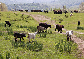 Image showing Sheeps in a mountain pasture