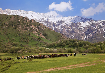 Image showing Chimgan mountains, Uzbekistan