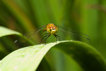 Image showing Resting Dragonfly